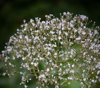 Valeriana