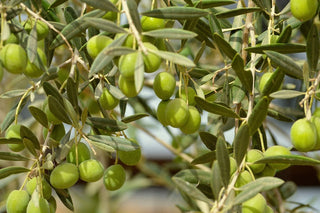 Hojas de Olivo cortadas